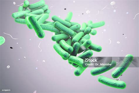 Bakteri berbentuk batang tts  Bakteri ini hanya memproduksi asam laktat dalam fermentasi fakultatif anaerob